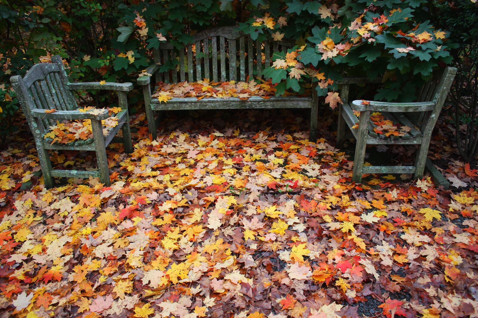 Canon EOS 450D (EOS Rebel XSi / EOS Kiss X2) sample photo. Autumn, fallen, leaves photography