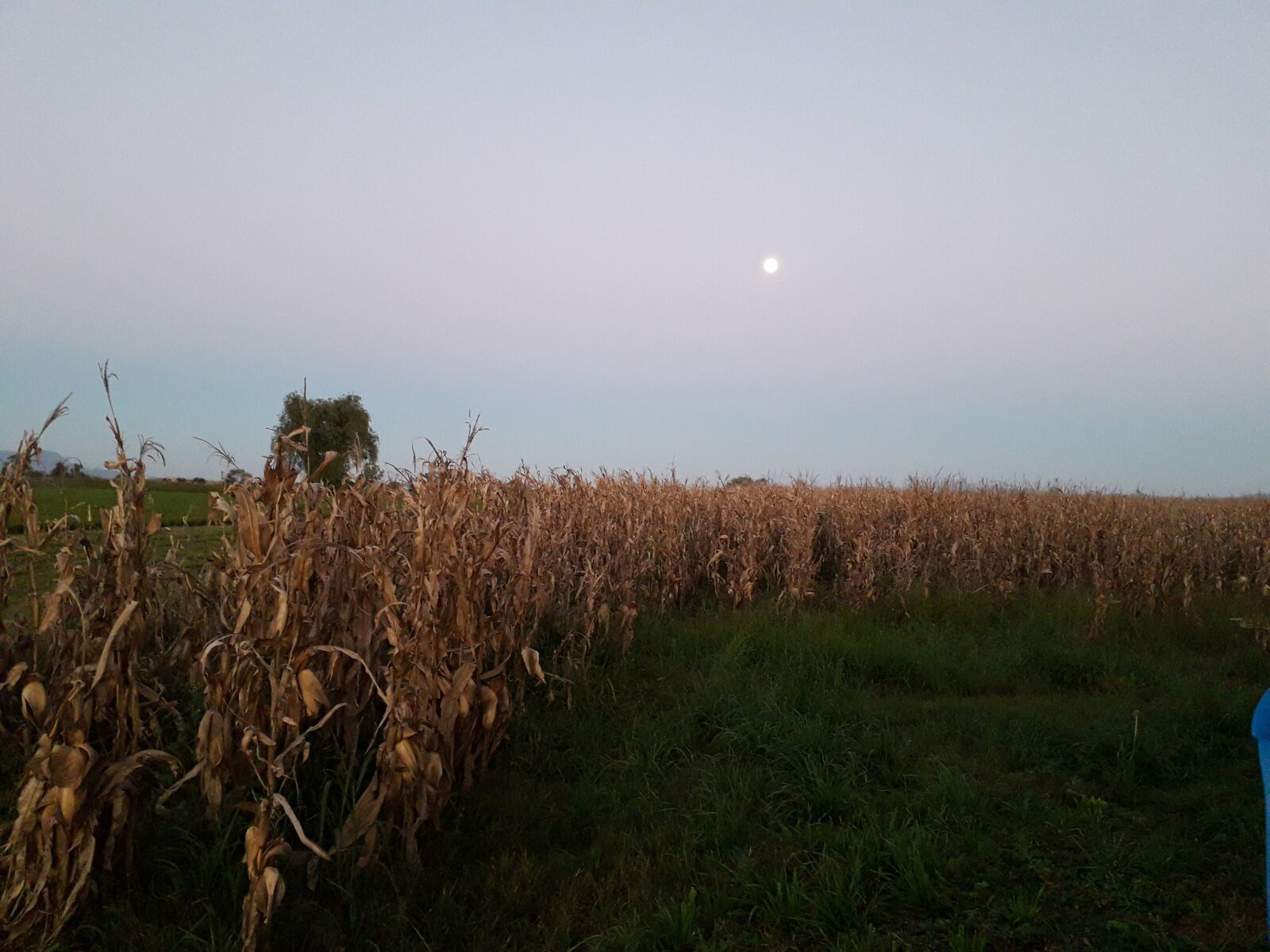 Samsung Galaxy J6 sample photo. Cornfield, sunset, agriculture photography