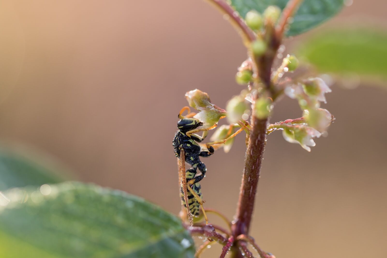 Canon EOS 7D Mark II sample photo. Field wasp, gallic field photography