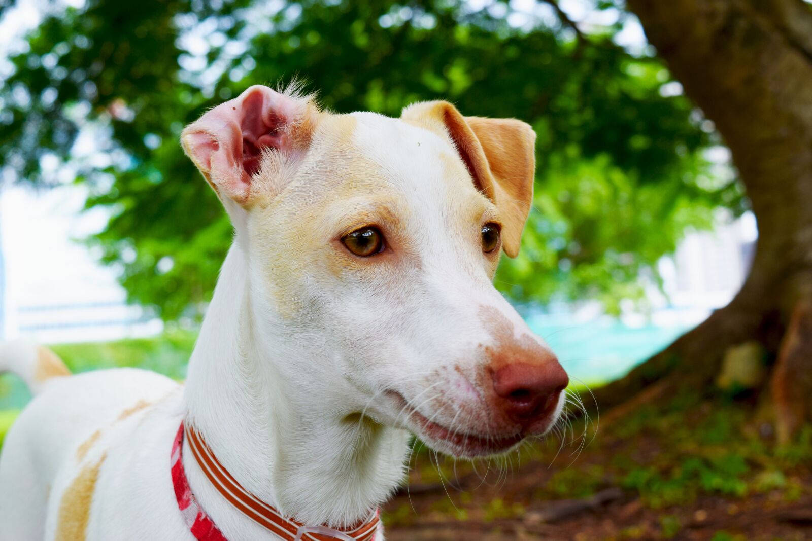 Nikon D3300 sample photo. Dog, animals, puppies photography