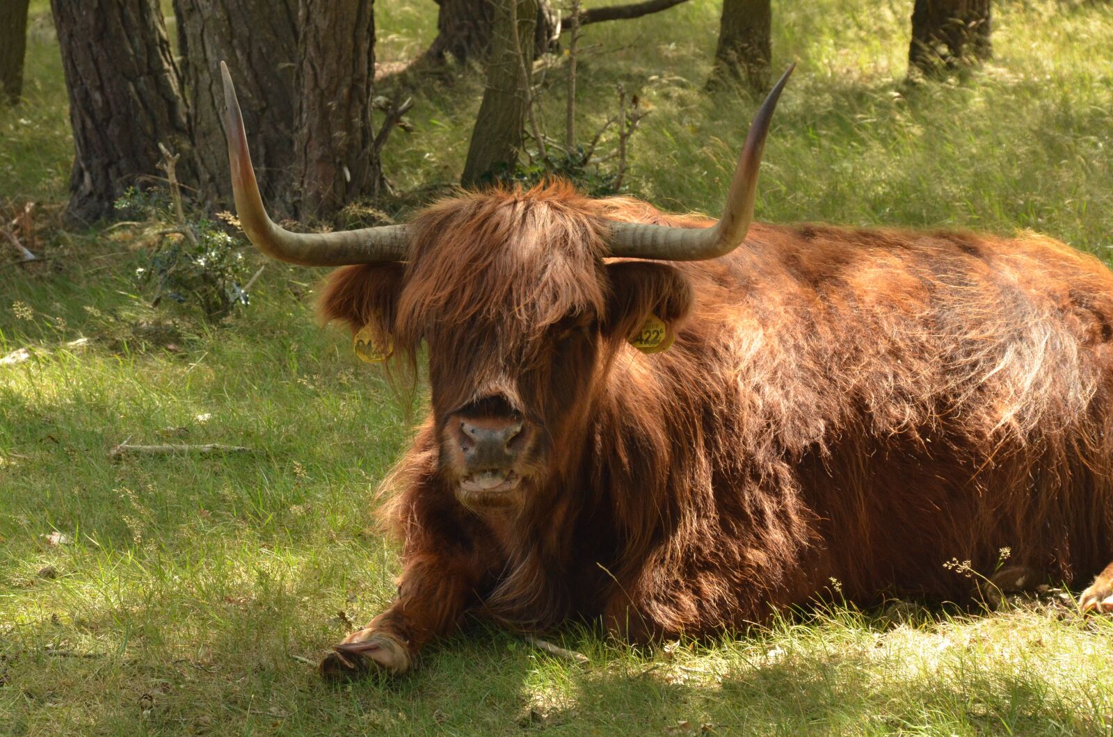 Nikon D7000 sample photo. Animal, mammal, cow photography