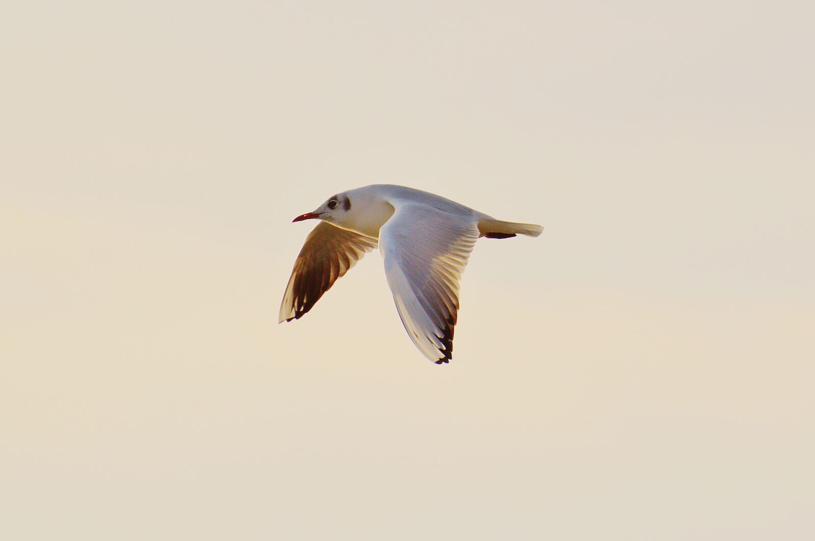 Nikon D3200 sample photo. Seagull, water, lake constance photography