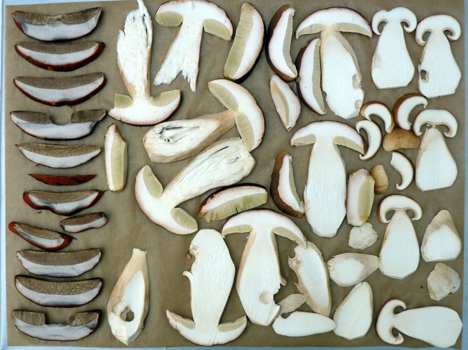 Panasonic Lumix DMC-FZ35 (Lumix DMC-FZ38) sample photo. Mushrooms, boletus edulis, porcini photography