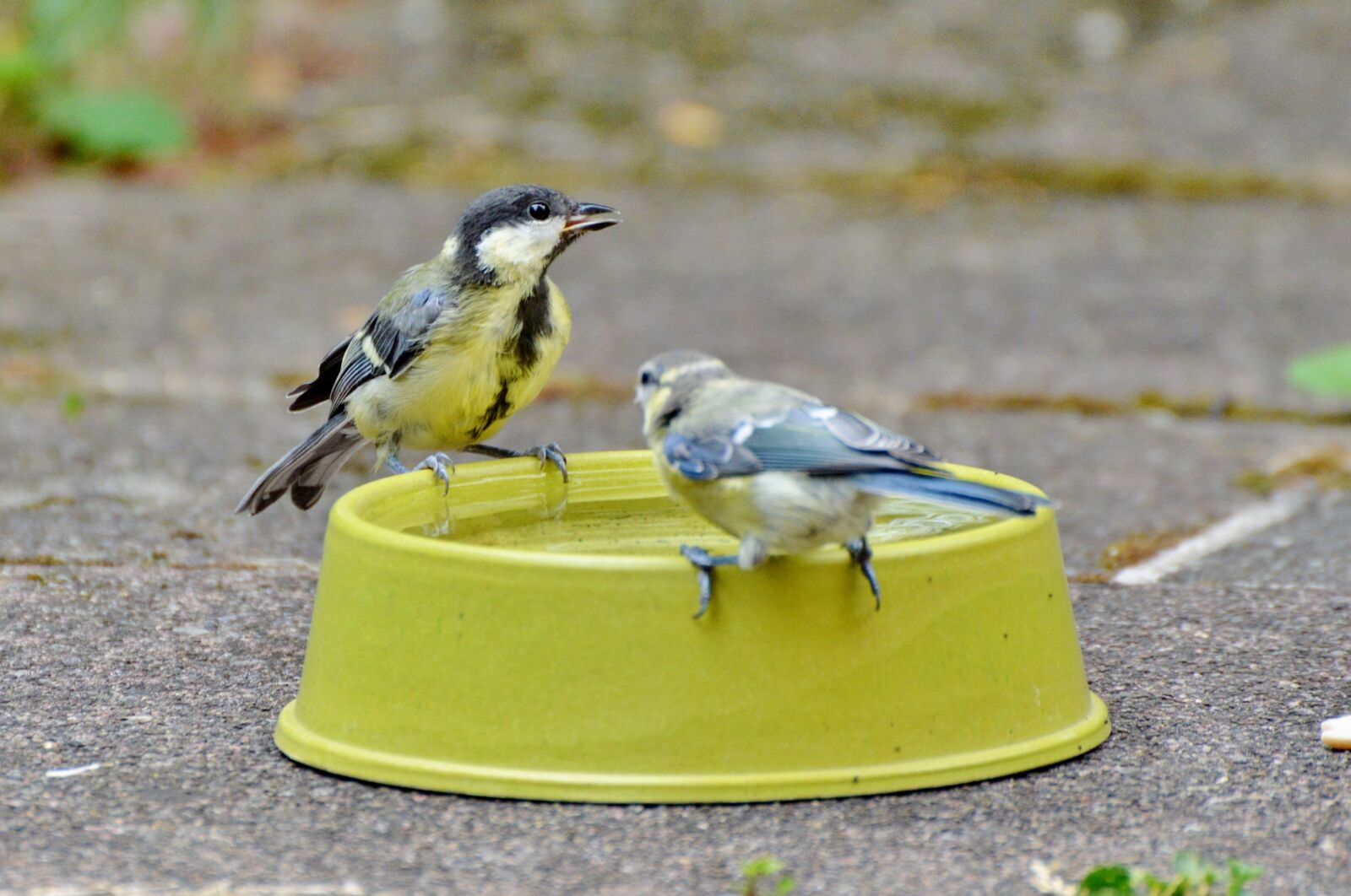 Nikon D3200 sample photo. Tit, blue tit, little photography