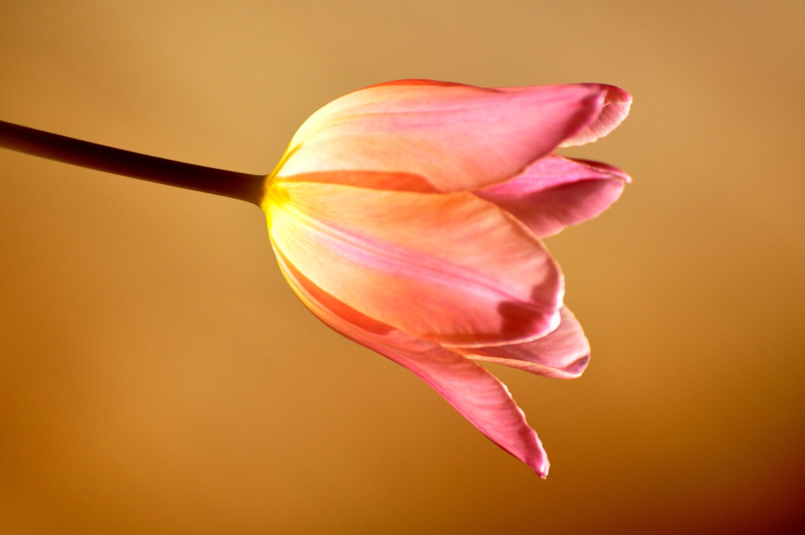 Nikon D90 sample photo. Flower, tulip, nature photography