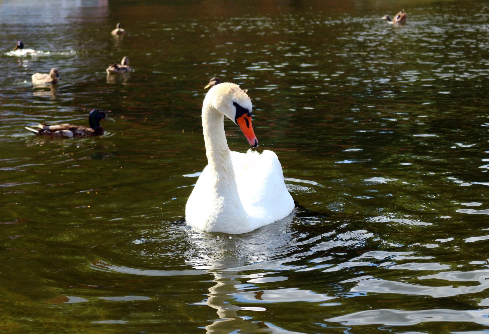 Canon EOS 100D (EOS Rebel SL1 / EOS Kiss X7) sample photo. Bird, swan, pond photography