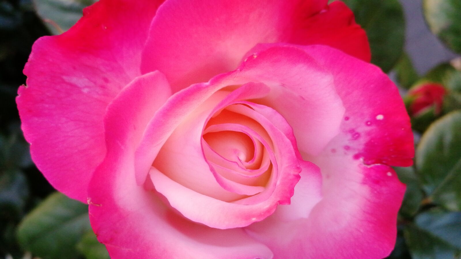 HUAWEI Honor 9 sample photo. Rose, the petals, flower photography