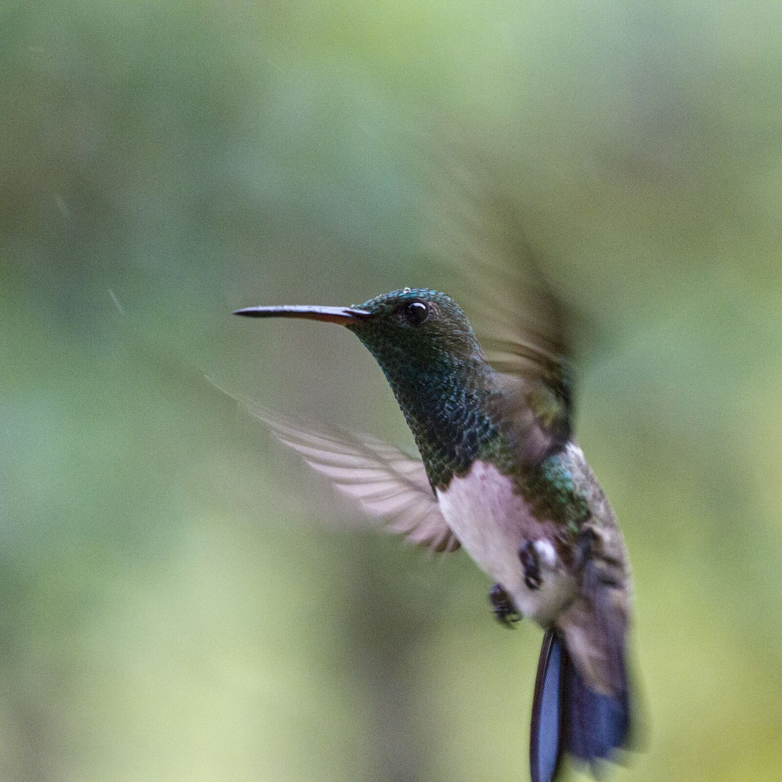 Canon EOS 7D sample photo. Bird, animal world, nature photography