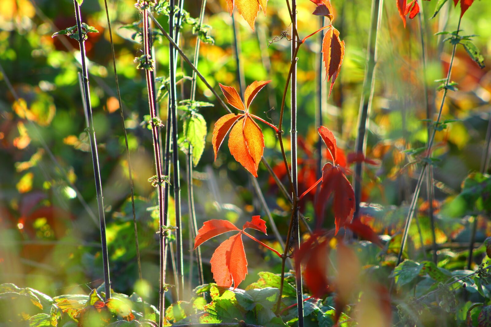 Canon EOS 4000D (EOS Rebel T100 / EOS 3000D) sample photo. Nature, plants, autumn photography