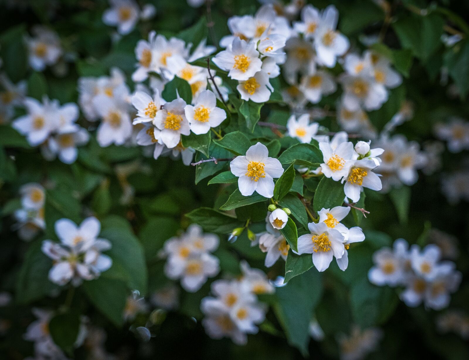 Fujifilm X-T2 sample photo. Bush, spring, flowers photography
