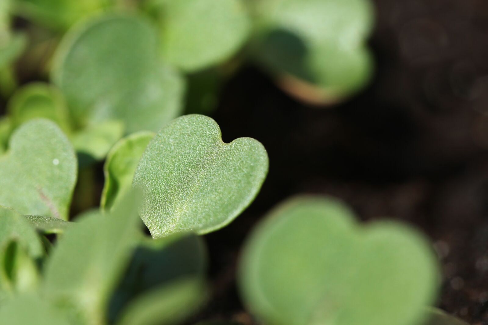 Canon EOS 5D Mark II sample photo. Radish, seedling, lockdown photography
