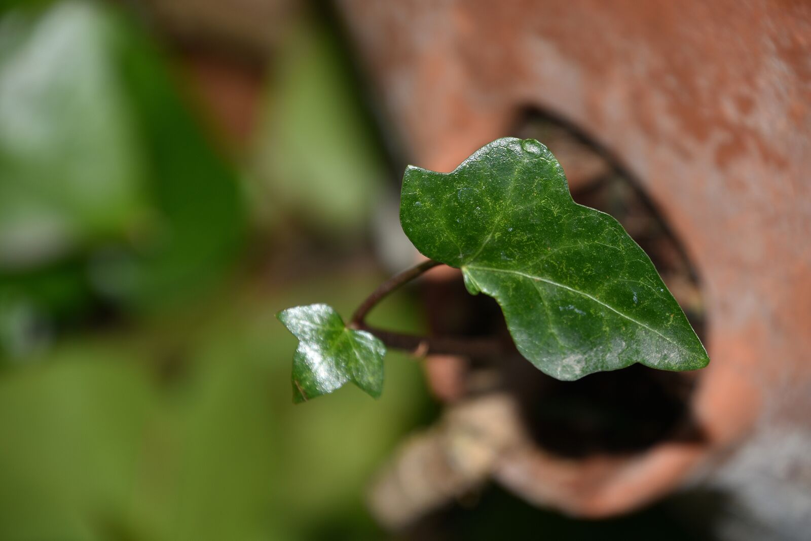 Nikon D7200 sample photo. Leaf, plant, nature photography