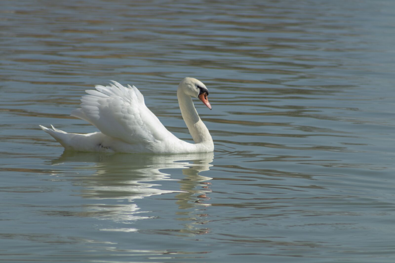 Canon EF75-300mm f/4-5.6 sample photo. Swan, cam, bird photography