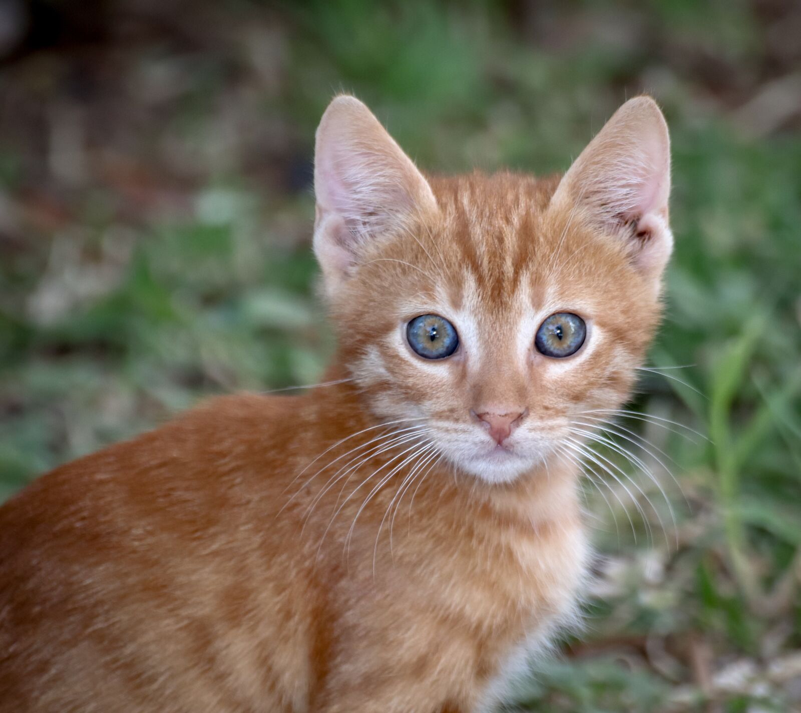 Canon EOS 200D (EOS Rebel SL2 / EOS Kiss X9) sample photo. Cat, domestic cat, pet photography