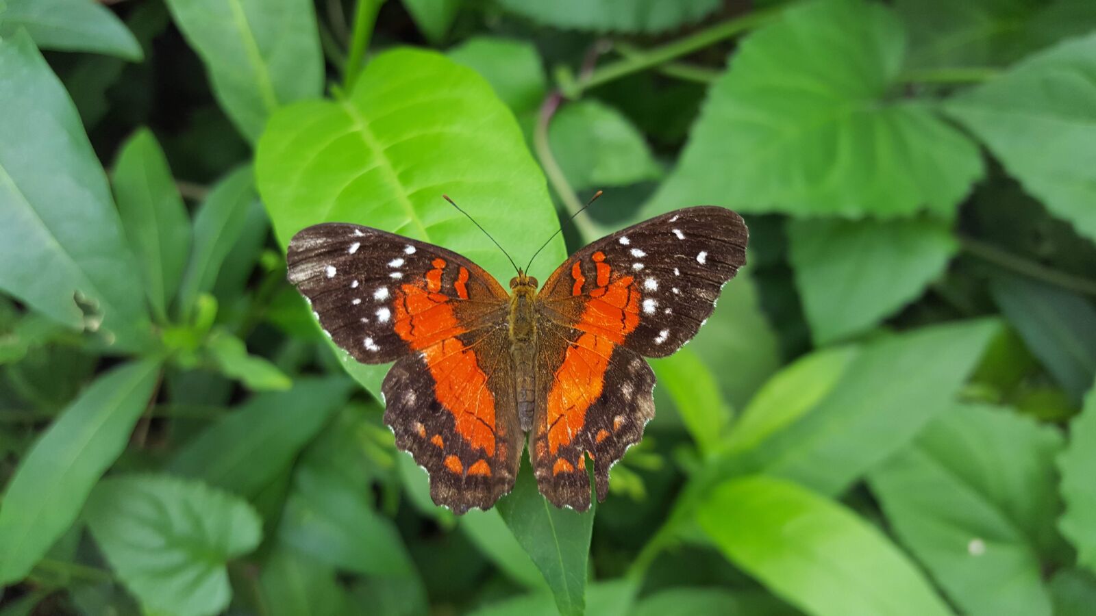 Samsung Galaxy S6 sample photo. Red, black, butterfly photography