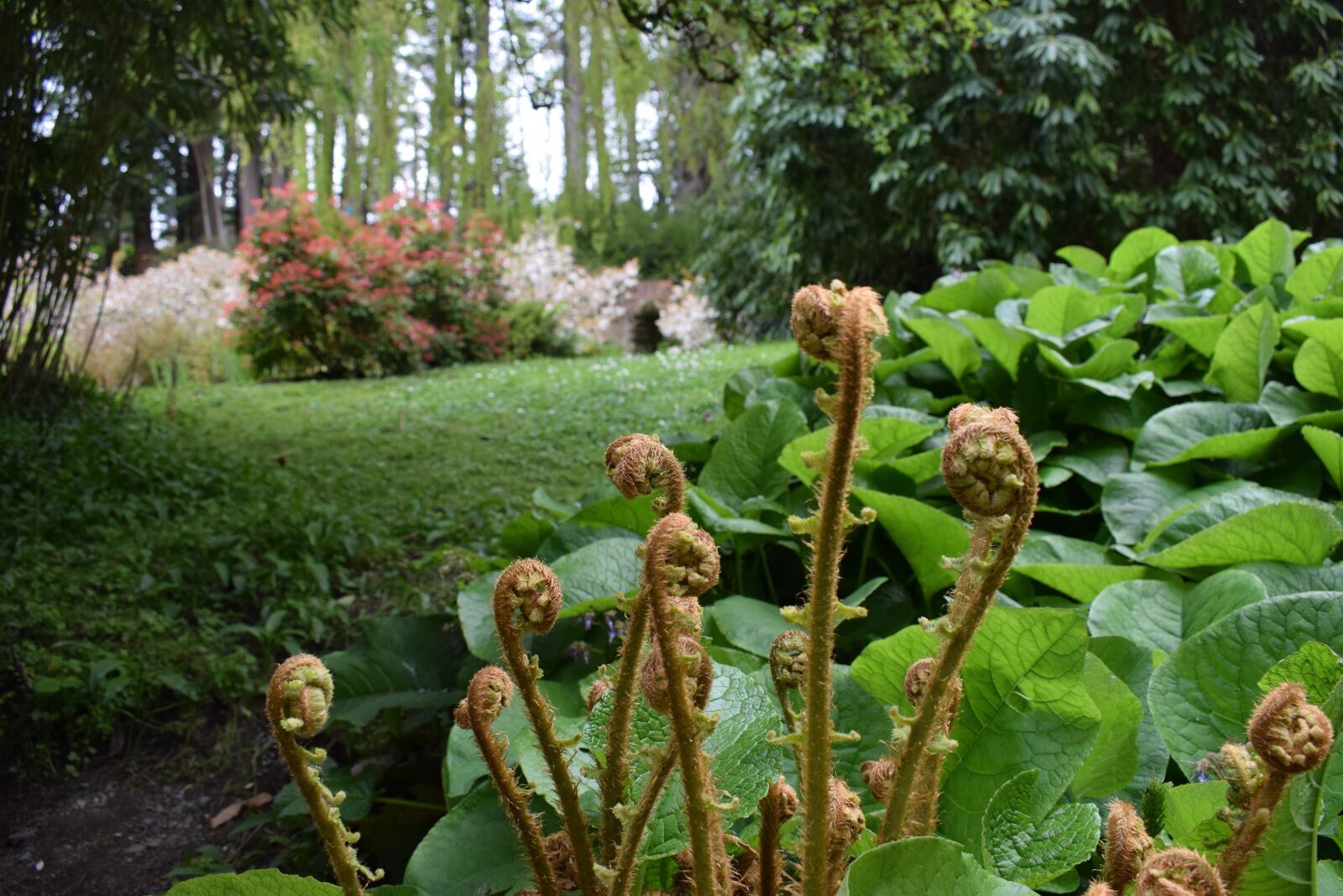 Nikon D3300 sample photo. Green, garden, plant photography