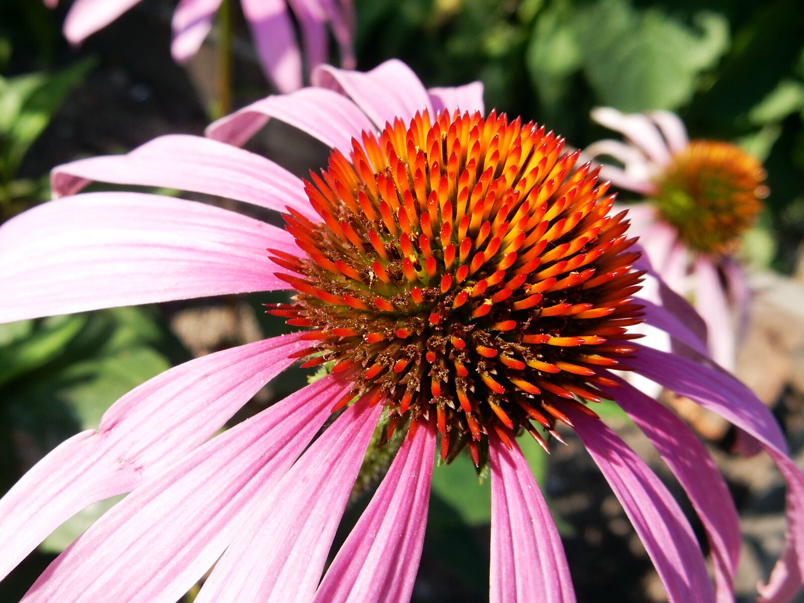 Nikon Coolpix S9700 sample photo. Coneflower, blossom, bloom photography