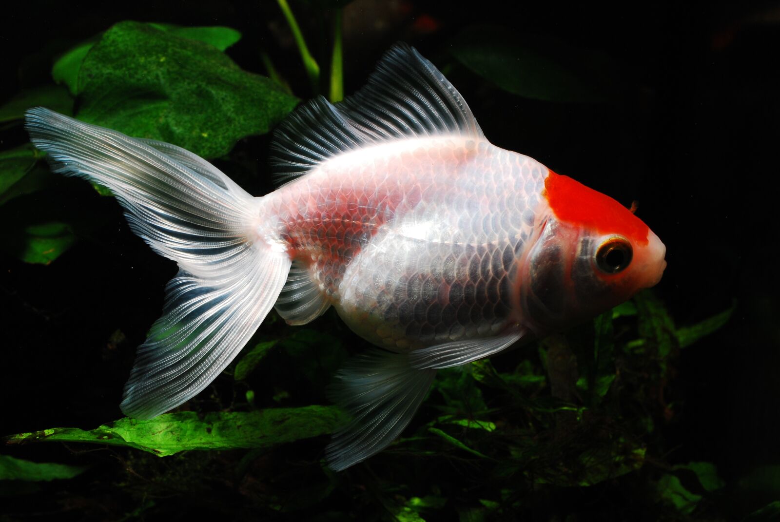 Nikon D60 sample photo. Goldfish, red fish, fish photography