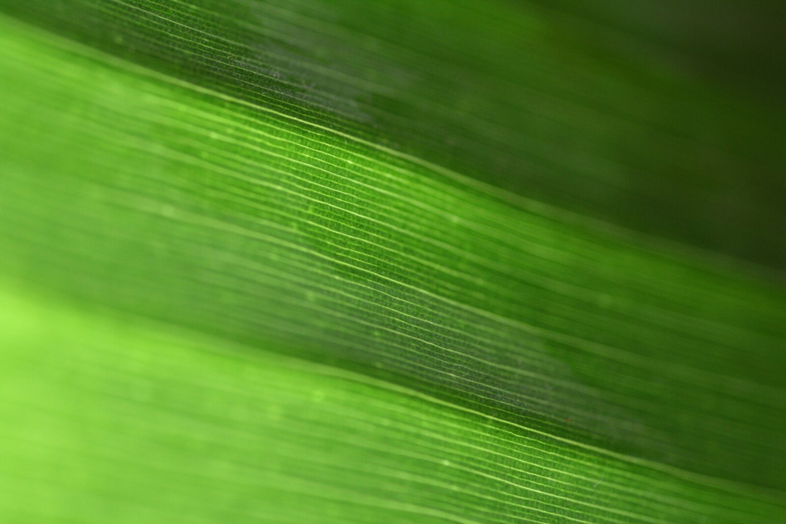Canon EOS 350D (EOS Digital Rebel XT / EOS Kiss Digital N) sample photo. Green grass, detail, macro photography