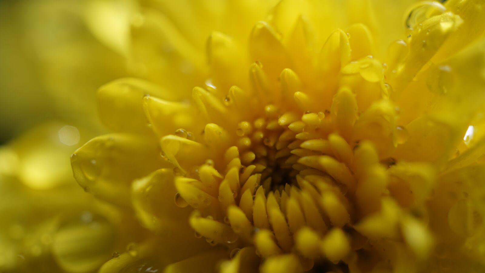 Sony E 30mm F3.5 Macro sample photo. Background, autumn, dark photography