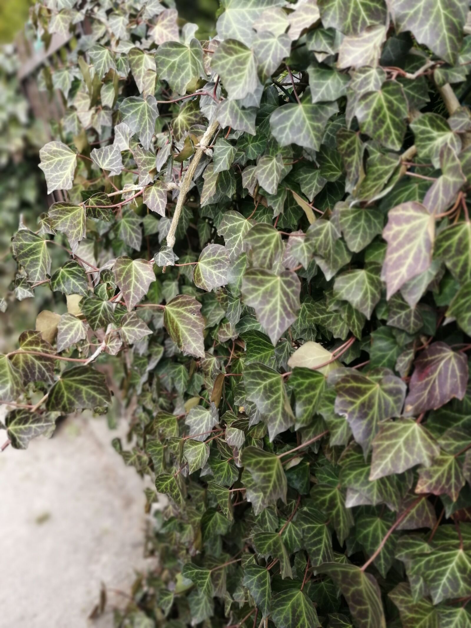 HUAWEI SNE-LX1 sample photo. Garden, tree, green photography