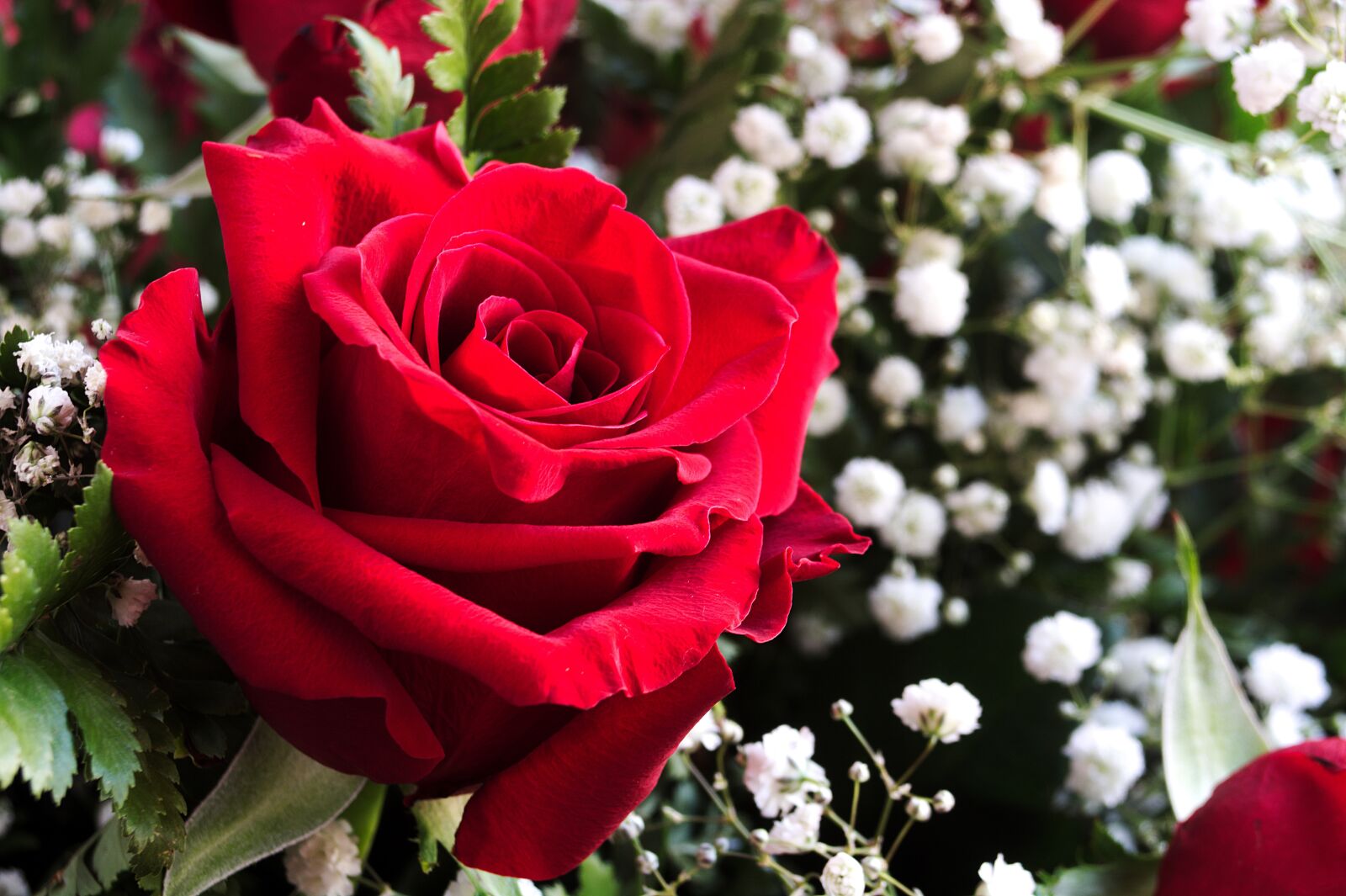 Nikon D7100 sample photo. Red, rose, flower photography