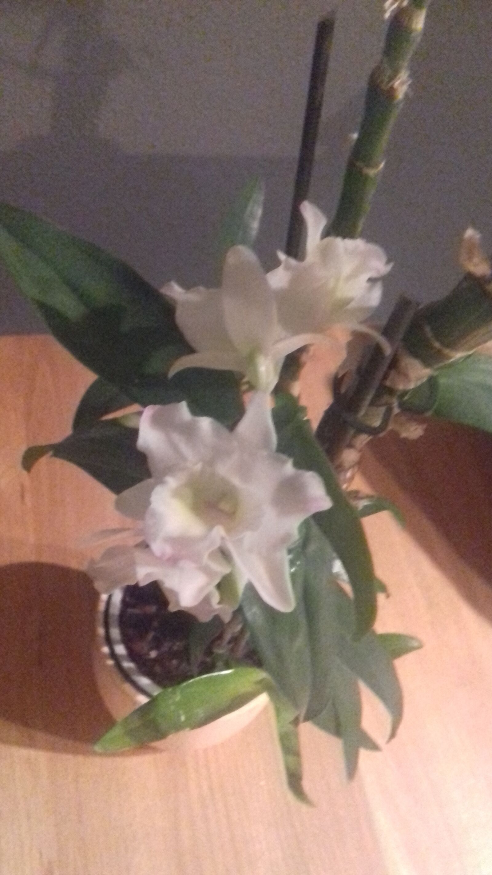 Samsung Galaxy J3(2016) sample photo