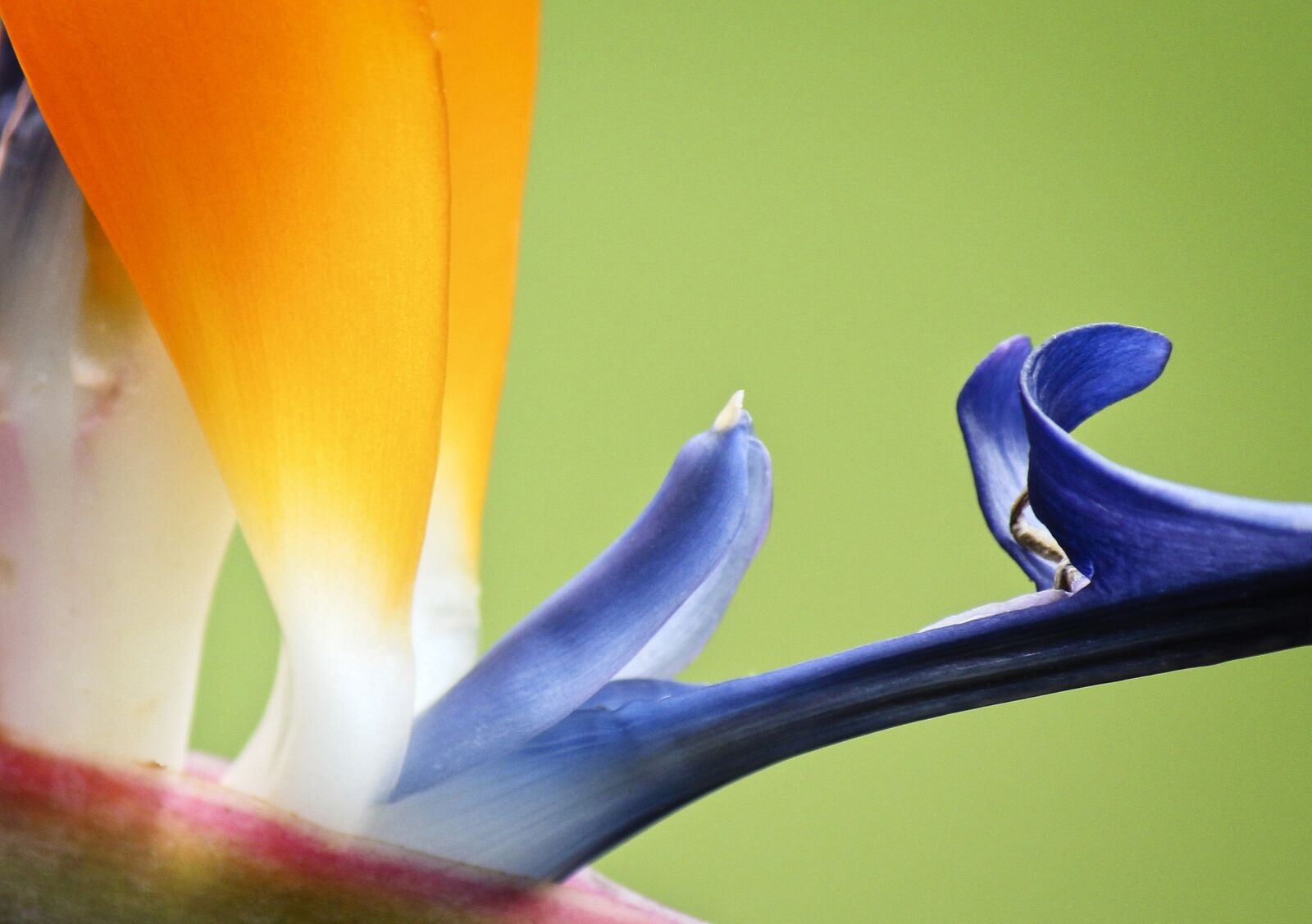 Canon EOS 550D (EOS Rebel T2i / EOS Kiss X4) sample photo. Bird of paradise, flower photography