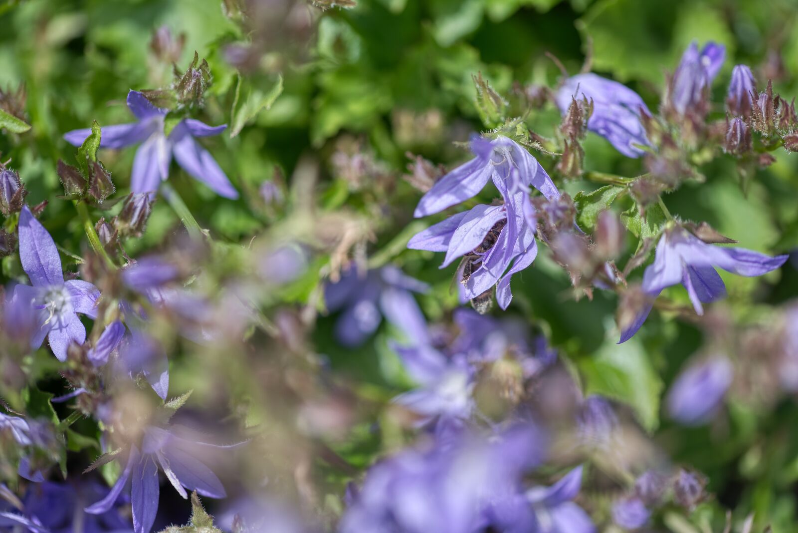 Nikon D750 sample photo. Campanula poscharskyana, behind bell photography