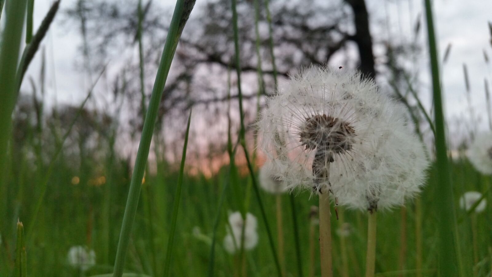 Samsung Galaxy S5 sample photo. Nature, flora, growth photography