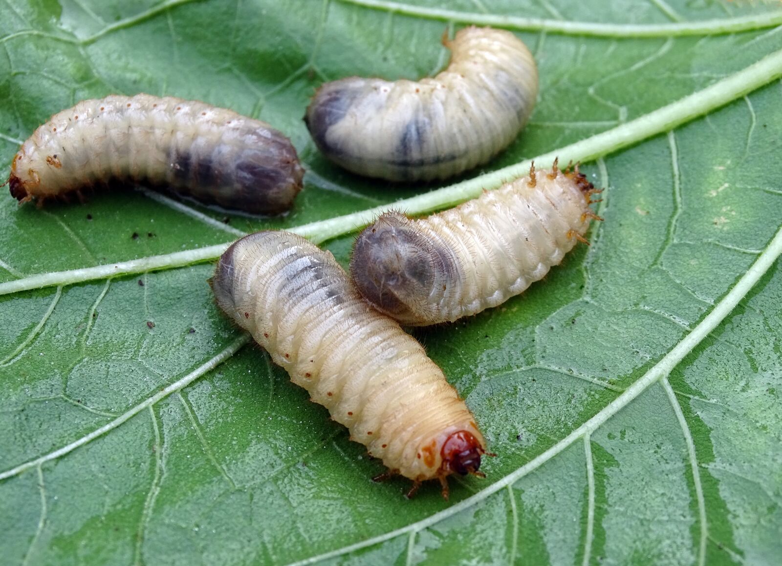 Sony Cyber-shot DSC-HX400V sample photo. White grubs, larvae, beetle photography