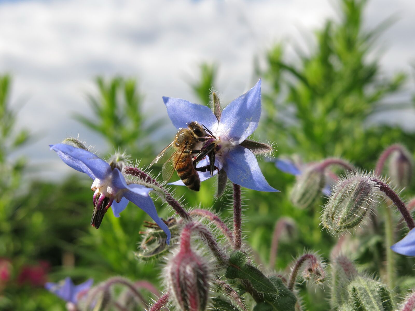 Canon PowerShot G15 sample photo. Bee, borage, cucumber herb photography