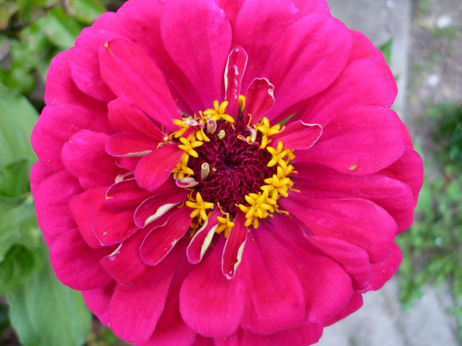Panasonic Lumix DMC-FS6 sample photo. Zinie, red, flower photography