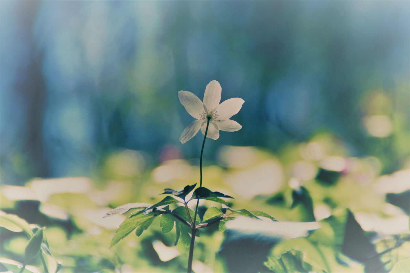 Canon EOS 2000D (EOS Rebel T7 / EOS Kiss X90 / EOS 1500D) sample photo. Forest, wood anemone, forest photography