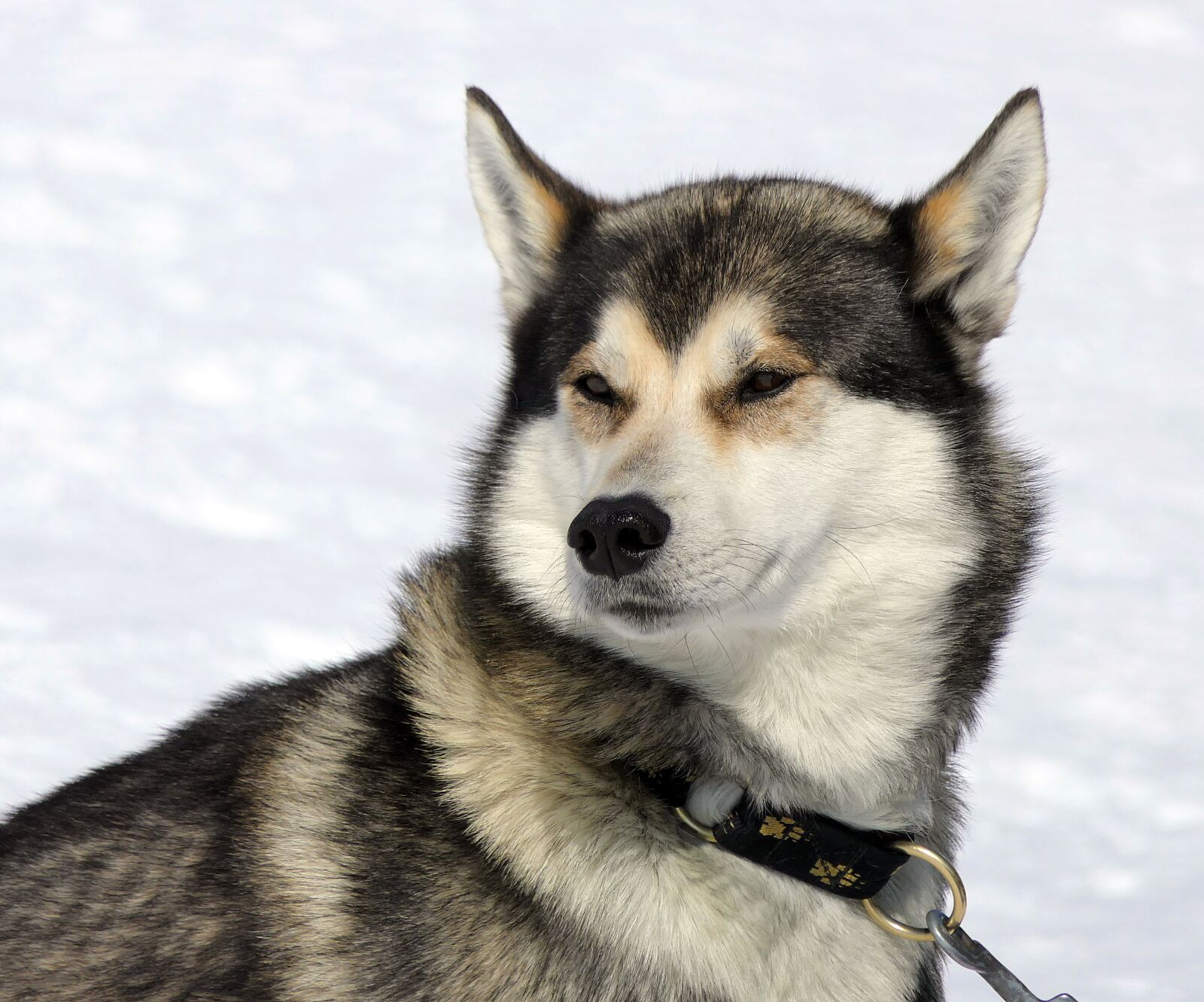 Panasonic Lumix DMC-FZ2500 (Lumix DMC-FZ2000) sample photo. Dog, husky, snow photography
