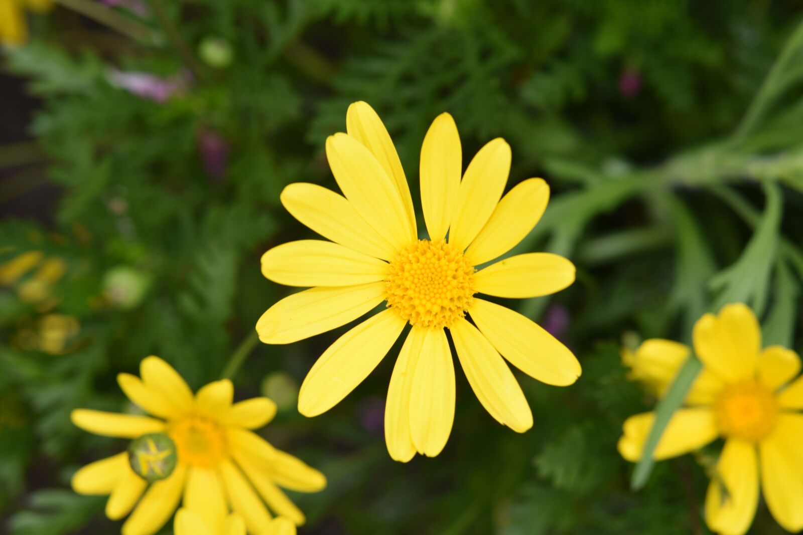 Nikon D5600 sample photo. Flower, yellow flowers, petals photography