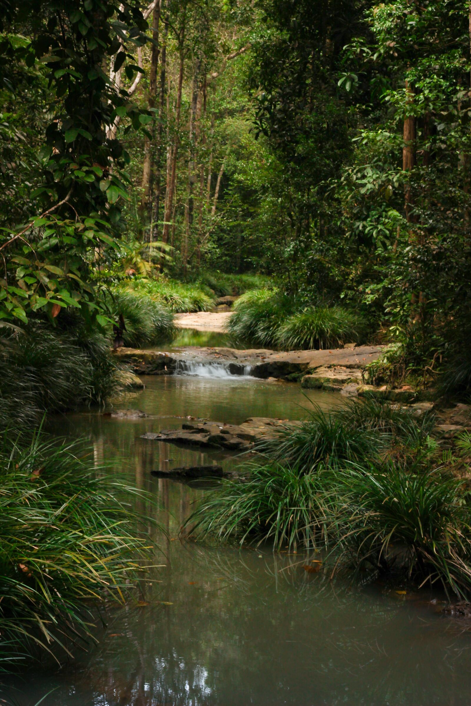 Canon EOS 600D (Rebel EOS T3i / EOS Kiss X5) + Canon EF 50mm F1.8 STM sample photo. Forest, landscape, nature photography