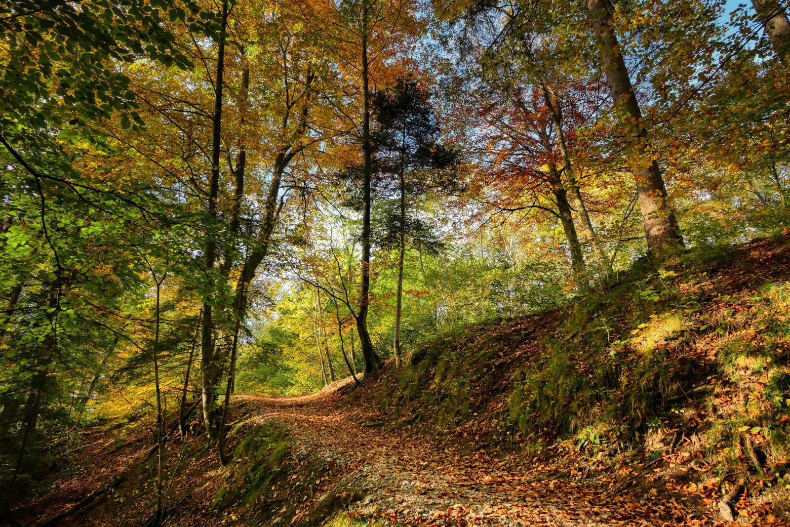 Panasonic Lumix DC-G90 (Lumix DC-G91) sample photo. Forest path, autumn, forest photography