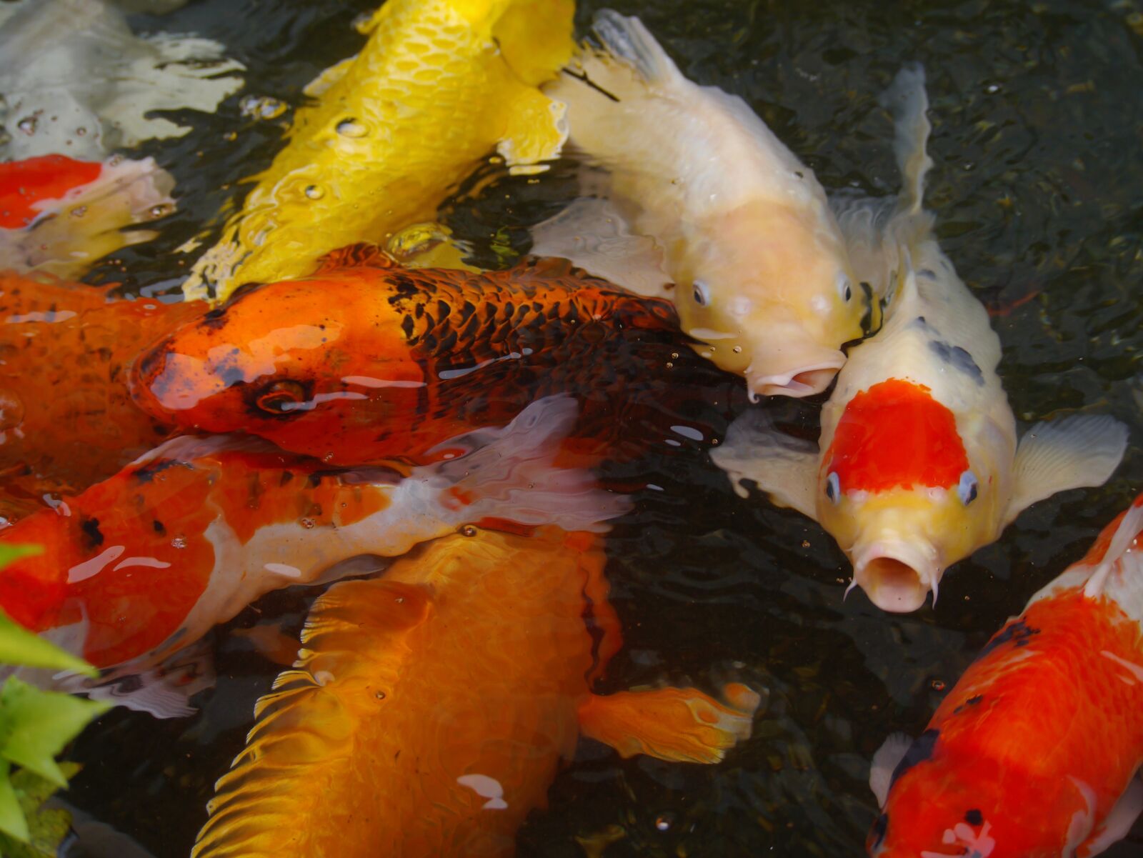 Panasonic Lumix DMC-GX1 sample photo. Aquarium fish, colored carp photography