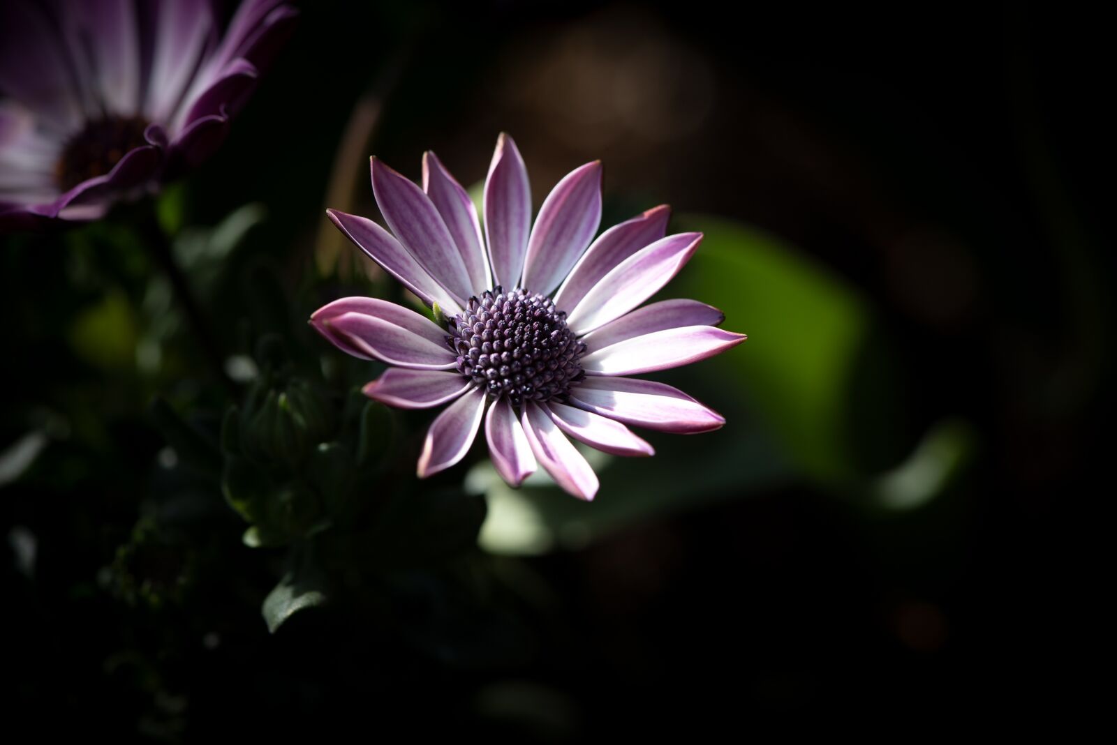 Nikon D750 sample photo. Cape daisy, flower, blossom photography