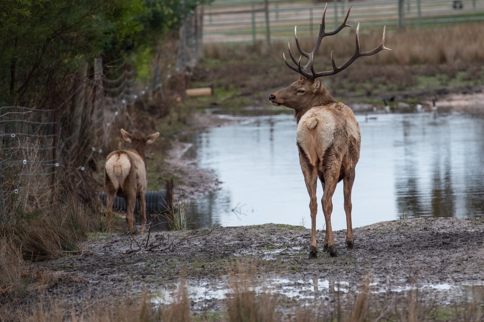 Nikon D750 sample photo. Elk, deer, mammal photography