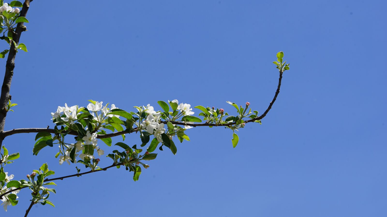 Sony FE 70-200mm F4 G OSS sample photo. Spring, apple flower, flowers photography