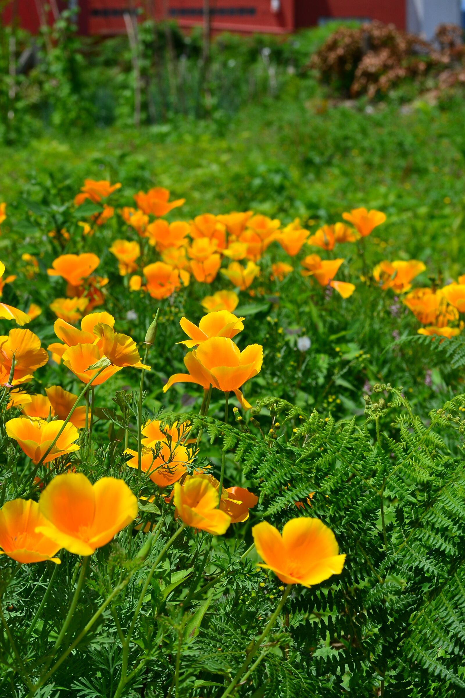 Nikon D3100 sample photo. Poppy, yellow, spring photography