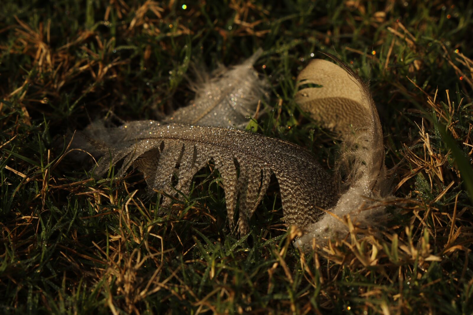 Canon EOS 7D Mark II sample photo. Feather, goose, grass photography