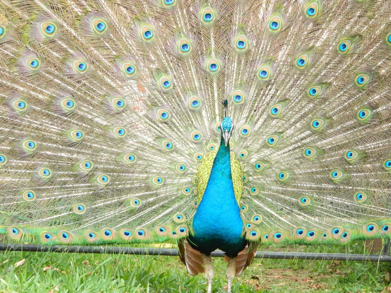 Nikon Coolpix L120 sample photo. Peacock, ave, zoo photography