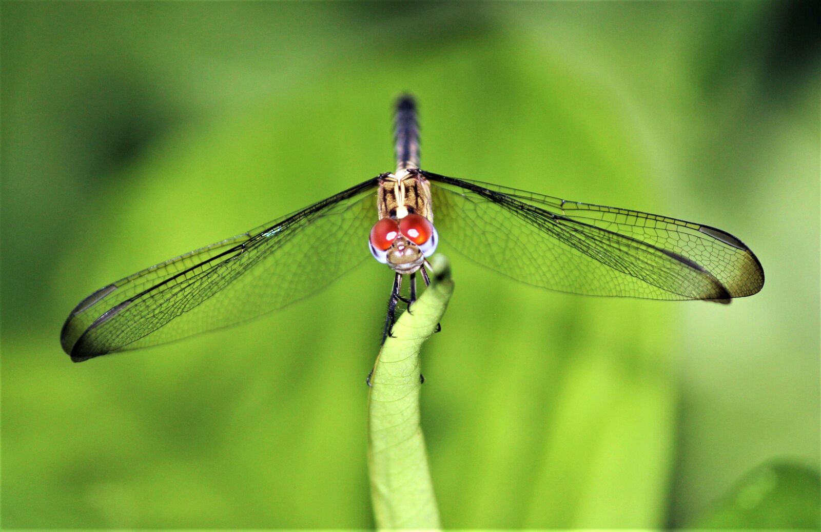 Canon EF-S 55-250mm F4-5.6 IS II sample photo. Dragonfly, wings, incepto photography