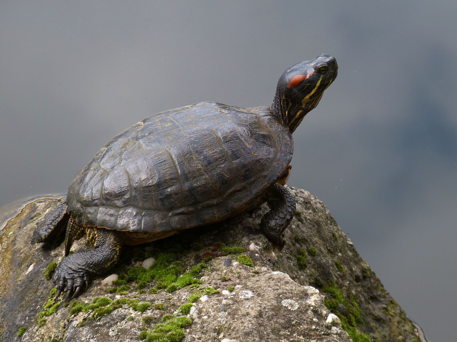 Panasonic Lumix DMC-FZ150 sample photo. Turtle, animal, water photography