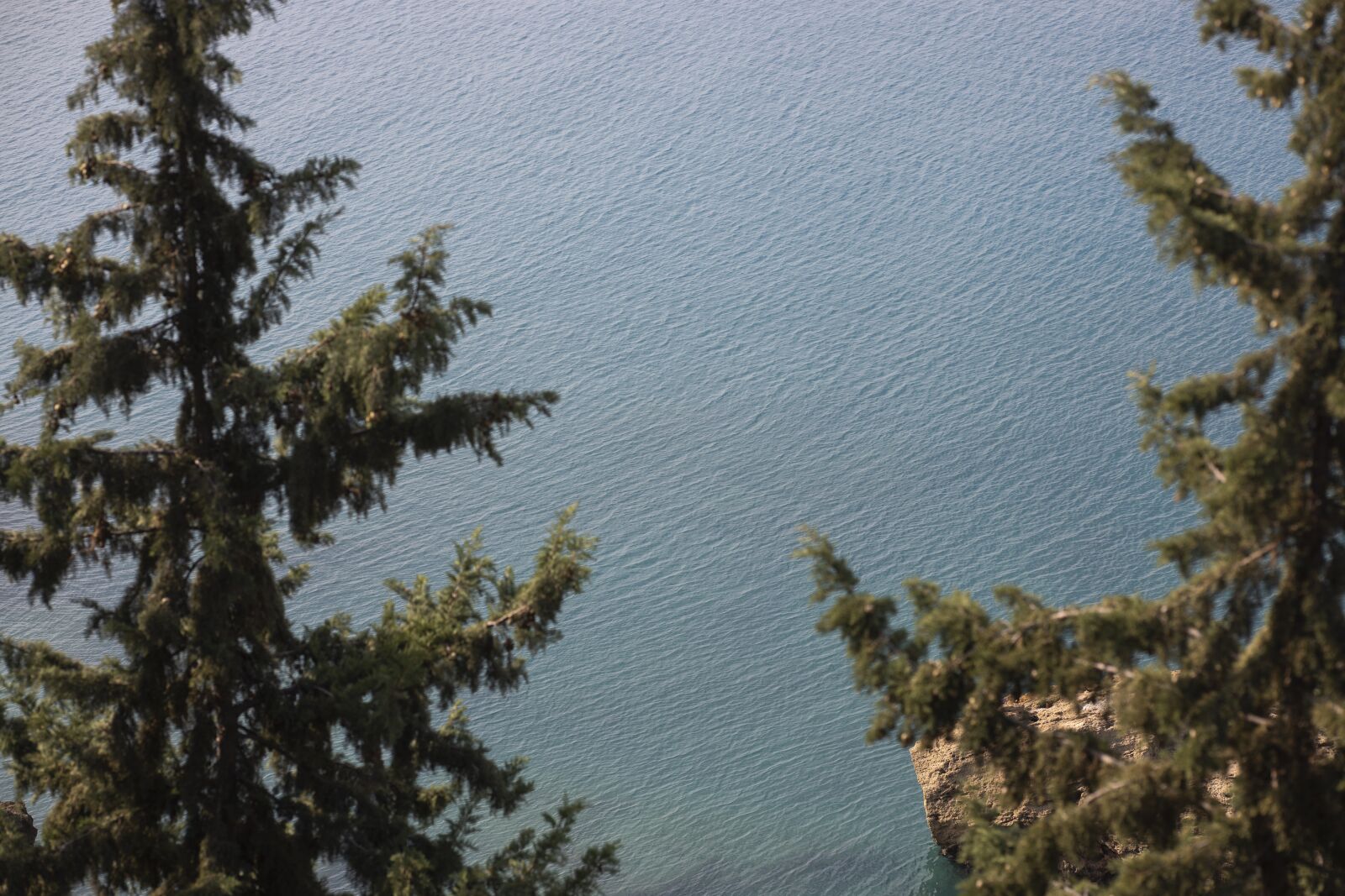 Canon RF 85mm F1.2L USM sample photo. Tree, pine, marine photography