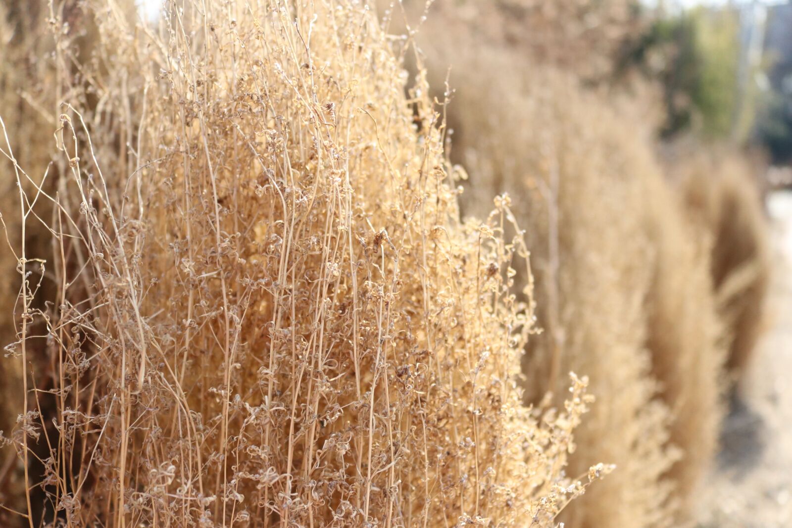 Canon EOS 80D sample photo. Pool, reed, nature photography