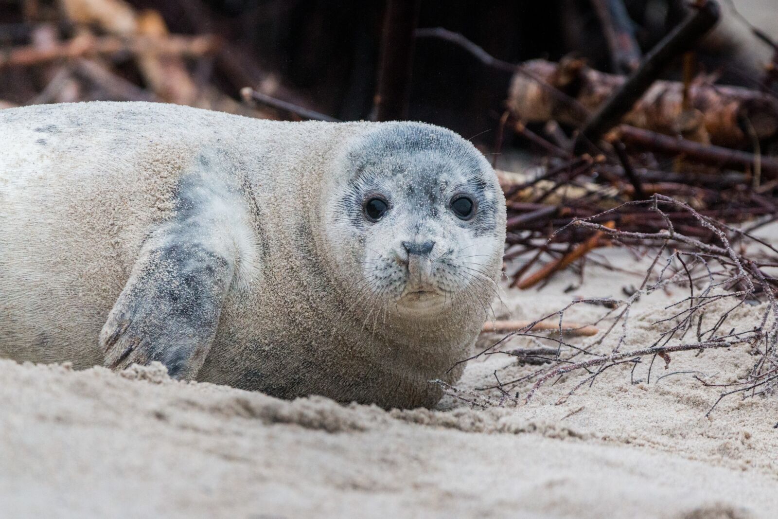 150-600mm F5-6.3 DG OS HSM | Contemporary 015 sample photo. Grey seal, robbe, halichoerus photography